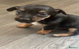 Jack Russell dogs for sale: #Readynow#Miniature Jack Yorkshire terrier pups in Sittingbourne - Image 9
