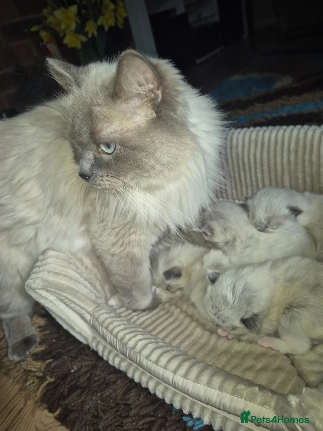 Ragdoll cats for sale: READY NOW!! GCCF Reg. Ragdolls SEAL MITTED in Bedford - Advert 2