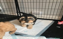 Cockapoo dogs for sale: STUNNING MINIATURE F1 COCKAPOO PUPPIES  in Slough - Image 5