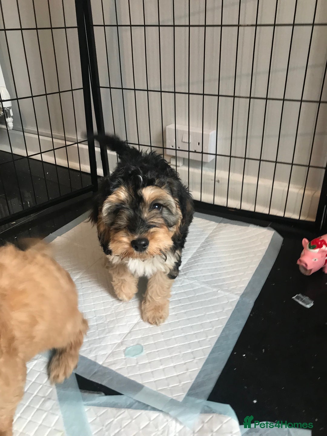 Cockapoo dogs for sale: STUNNING MINIATURE F1 COCKAPOO PUPPIES  in Slough - Image 5