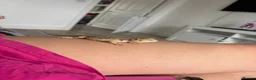Bearded Dragon reptiles for sale: 6 week old friendly bearded dragon  - Advert 2