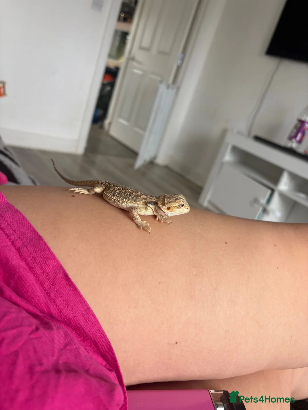 Bearded Dragon reptiles for sale: 6 week old friendly bearded dragon  - Advert 2