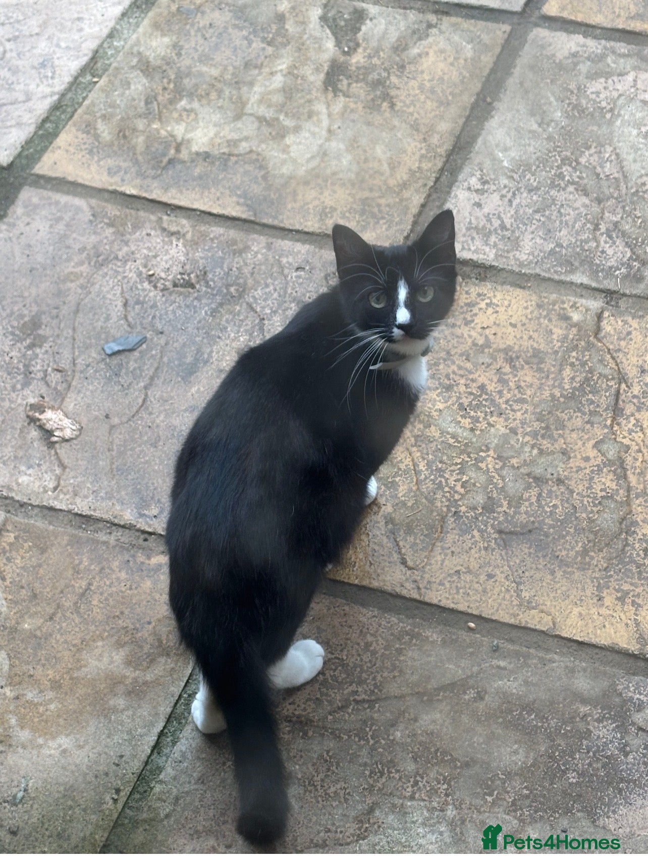 Mixed Breed cats Gorgeous kittens for sale - Advert 5