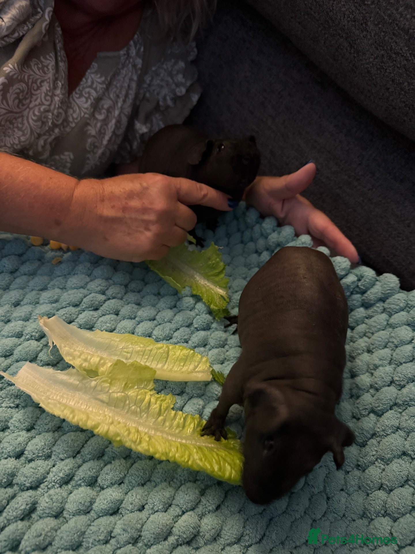 Guinea Pig rodents Skinny pigs  - Advert 1