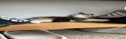 Mixed Breed cats for sale: One female calico longhair kitten  in Kidlington - Advert 5