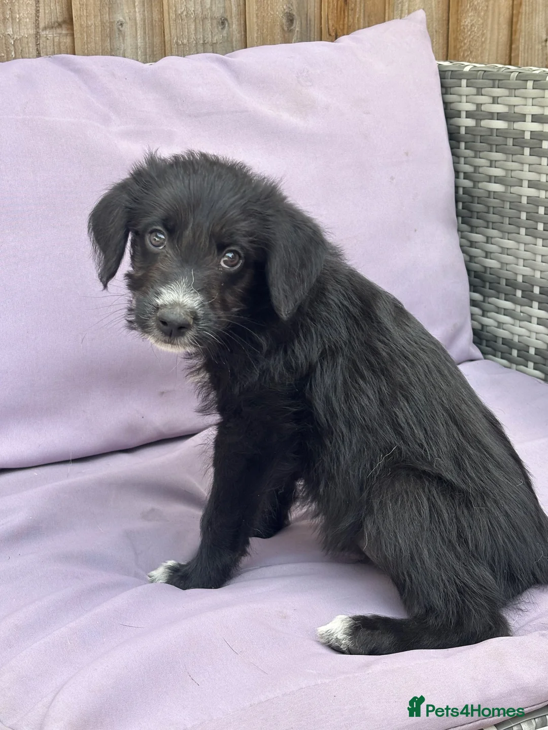 Mixed Breed dogs for sale: READY NOW pups for sale  - Advert 2