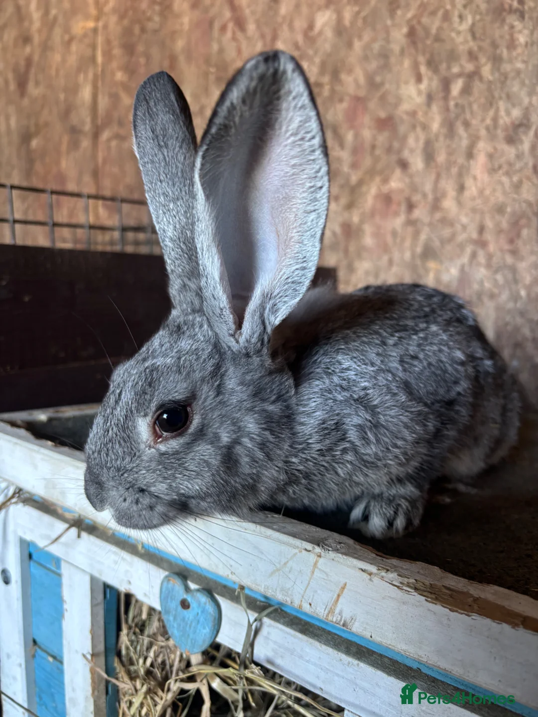 Flemish rabbits for sale: Giant Grey Flemish Babies in Thetford - Advert 2