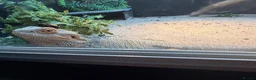 Bearded Dragon reptiles for sale: Female bearded dragon for sale in Wallsend - Advert 3