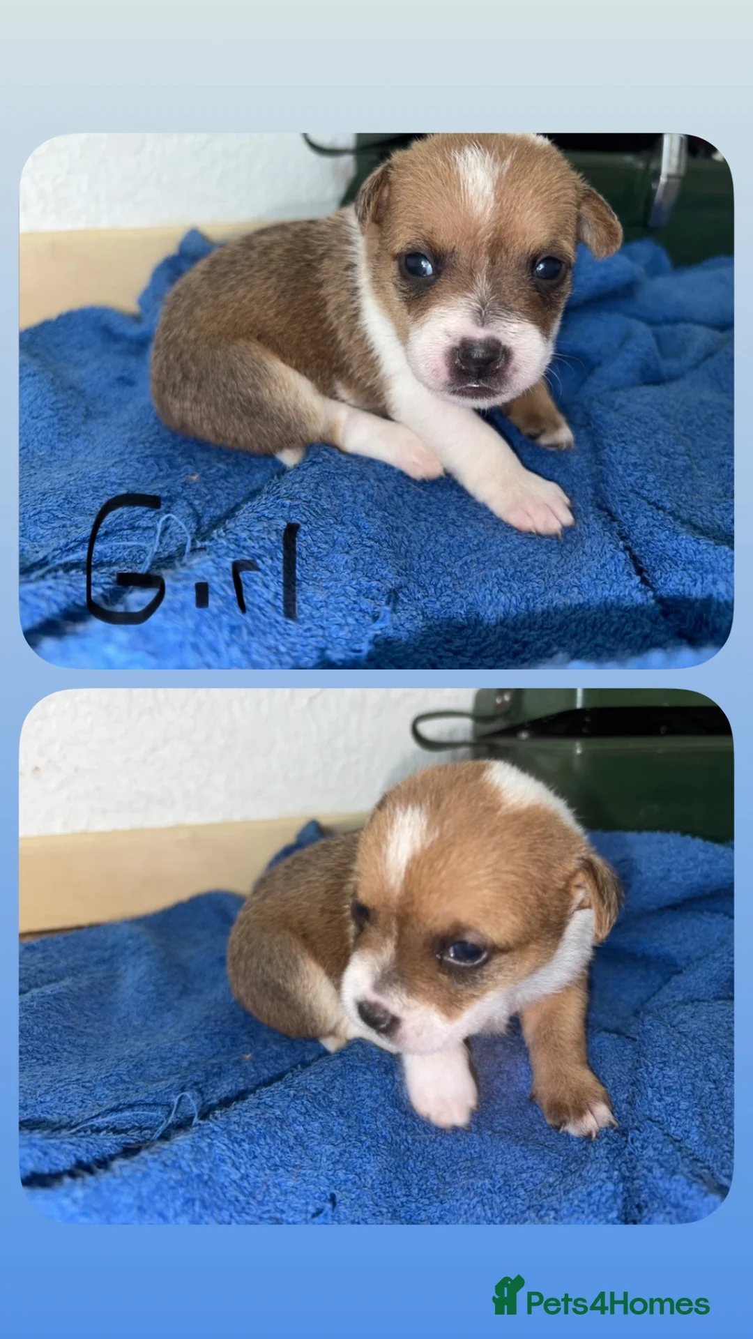 Jack Russell dogs for sale: Jack Russel puppies  - Advert 2