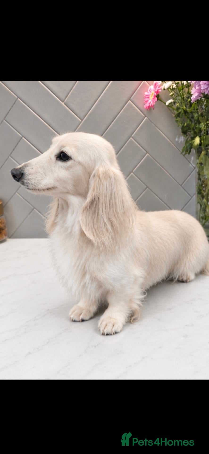 Miniature Dachshund dogs for sale: ⭐️ Stunning Clear Cream Miniature Dachshunds⭐️ - Advert 1