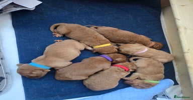 Labradoodle dogs F1 Toy / Miniature Labradoodles  - Advert 1