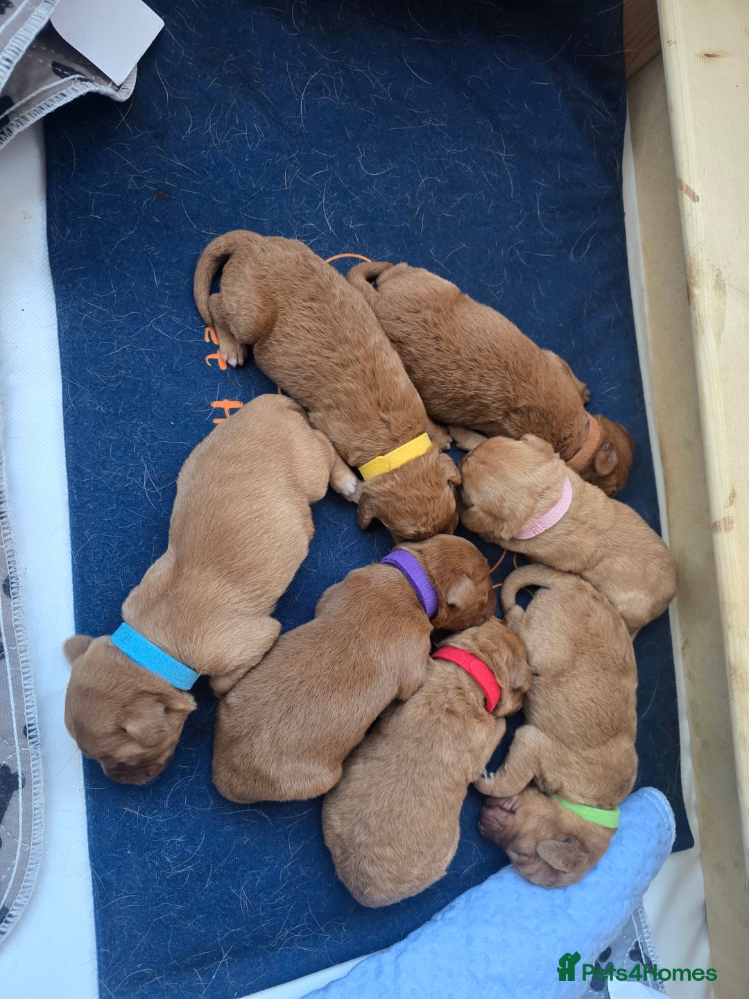 Labradoodle dogs for sale: F1 Toy / Miniature Labradoodles  - Advert 1