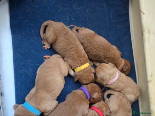 Labradoodle dogs F1 Toy / Miniature Labradoodles - Advert 2