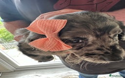Mixed Breed dogs for sale: Beautiful Sproodle puppies stunning  - Image 23