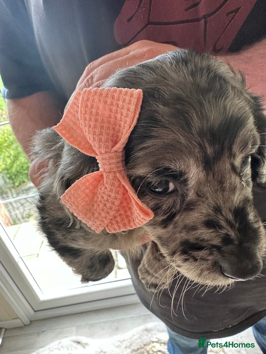 Mixed Breed dogs for sale: Beautiful Sproodle puppies stunning  - Image 23
