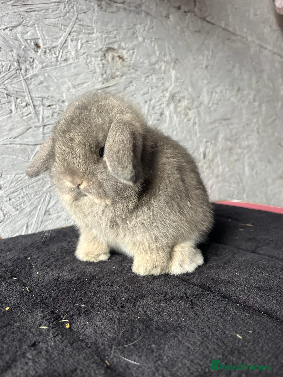 Mini Lop rabbits for sale: Pure mini lop  - Advert 4
