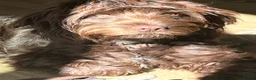 Sproodle dogs for sale: Looking for Rudis forever home  - Advert 2