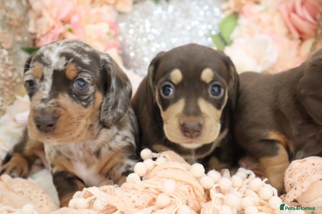 Miniature Dachshund dogs for sale: KC Registered Miniature Dachshund Puppies - Image 11