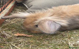 Lionhead rabbits for sale: Two male lionhead rabbits £50 each - Image 4