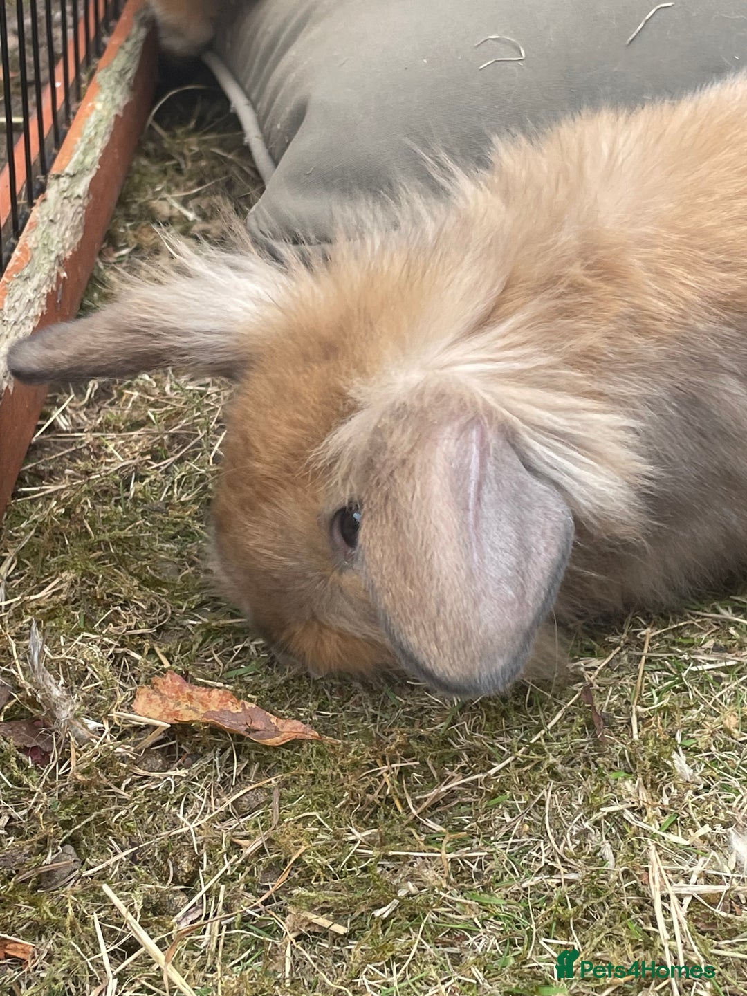Lionhead rabbits for sale: Two male lionhead rabbits £50 each - Image 4