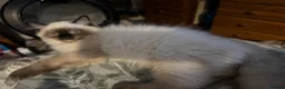 Ragdoll cats for sale: Ragdoll kittens - Advert 3