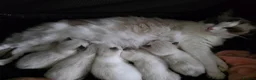Ragdoll cats for sale: 🔹️🔹️🔹️Purebred Ragdoll kittens🔹️🔹️🔹️ - Advert 12
