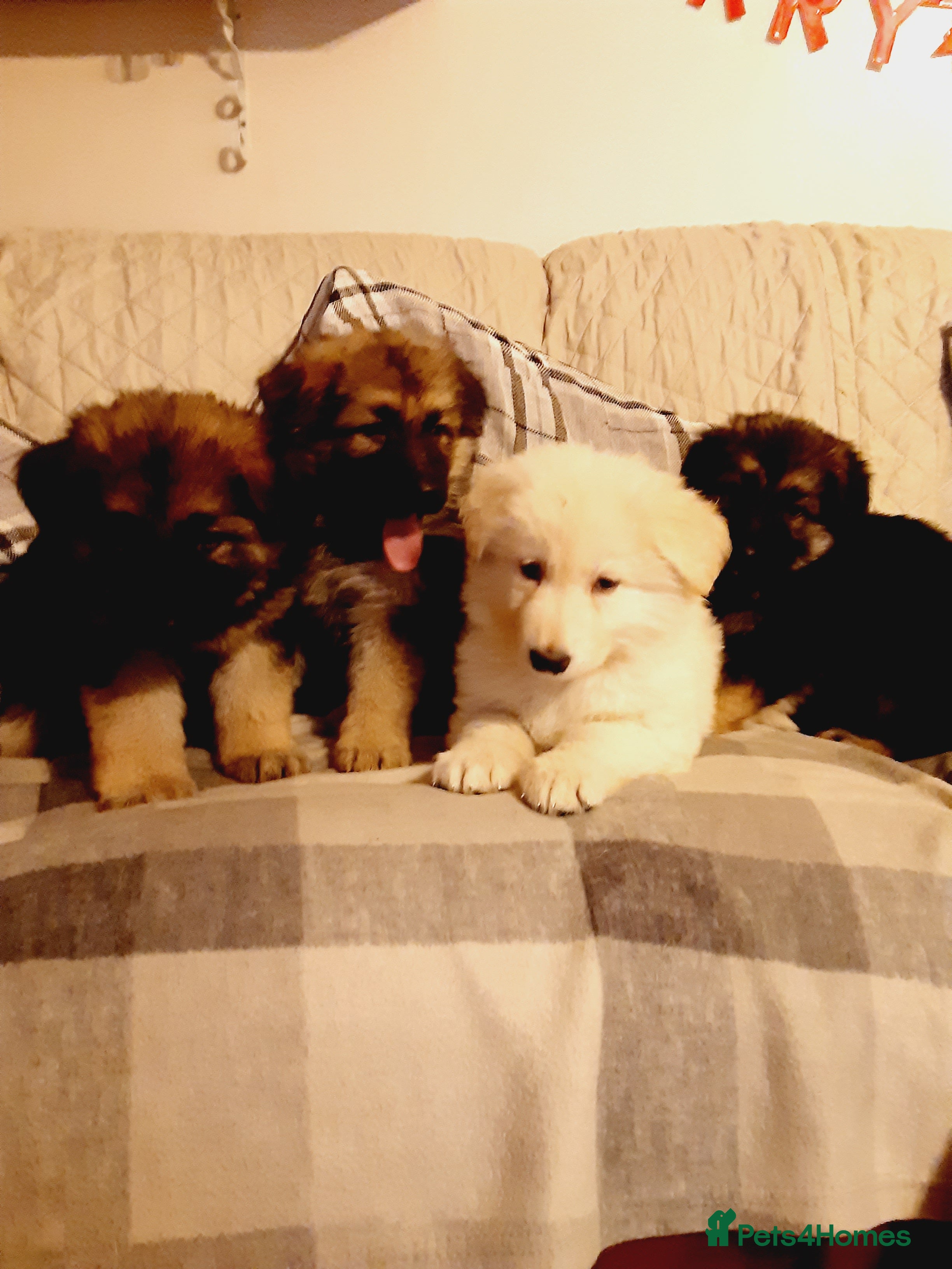 German Shepherd dogs Long haired German Shepherd pups - Advert 5
