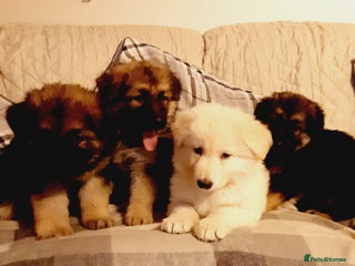 German Shepherd dogs Long haired German Shepherd pups - Advert 17