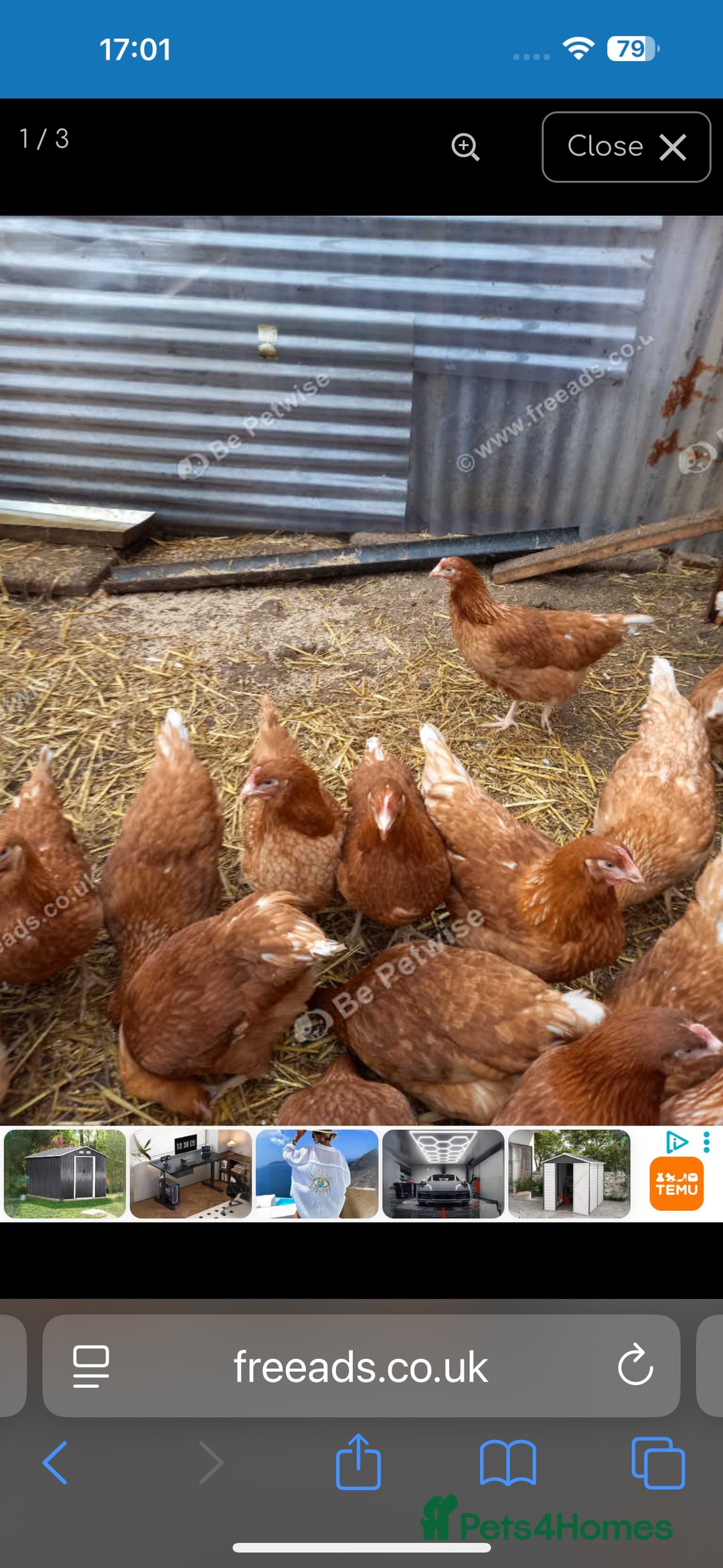 Chickens poultry for sale: Loham brown hens - Advert 2