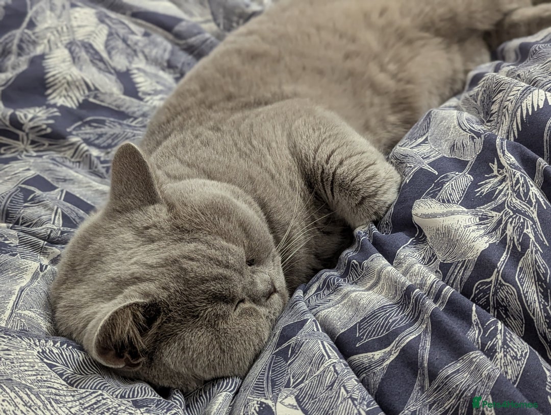 British Shorthair cats for stud: Champion BSH Stud TICA/gccf in Derby - Advert 3