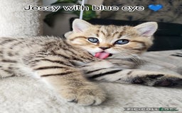 Scottish Fold cats for sale: Scottish straight ears boy left - Image 12
