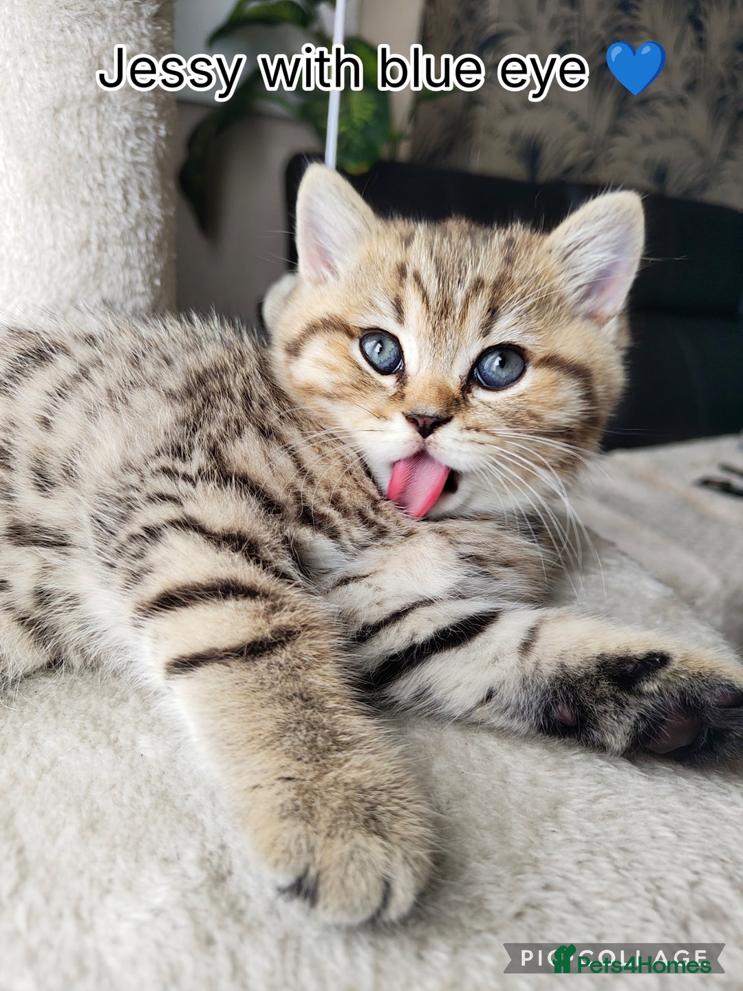 Scottish Fold cats for sale: Scottish straight ears boy left - Image 12