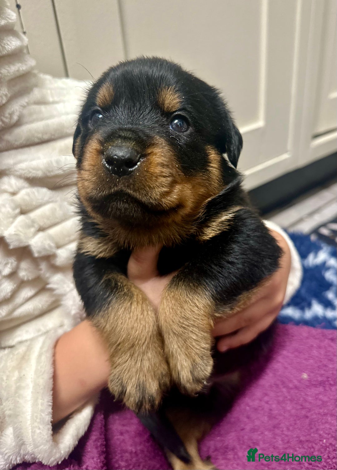 Rottweiler dogs for sale: Stunning Rottweiler puppies 🐶  - Image 10