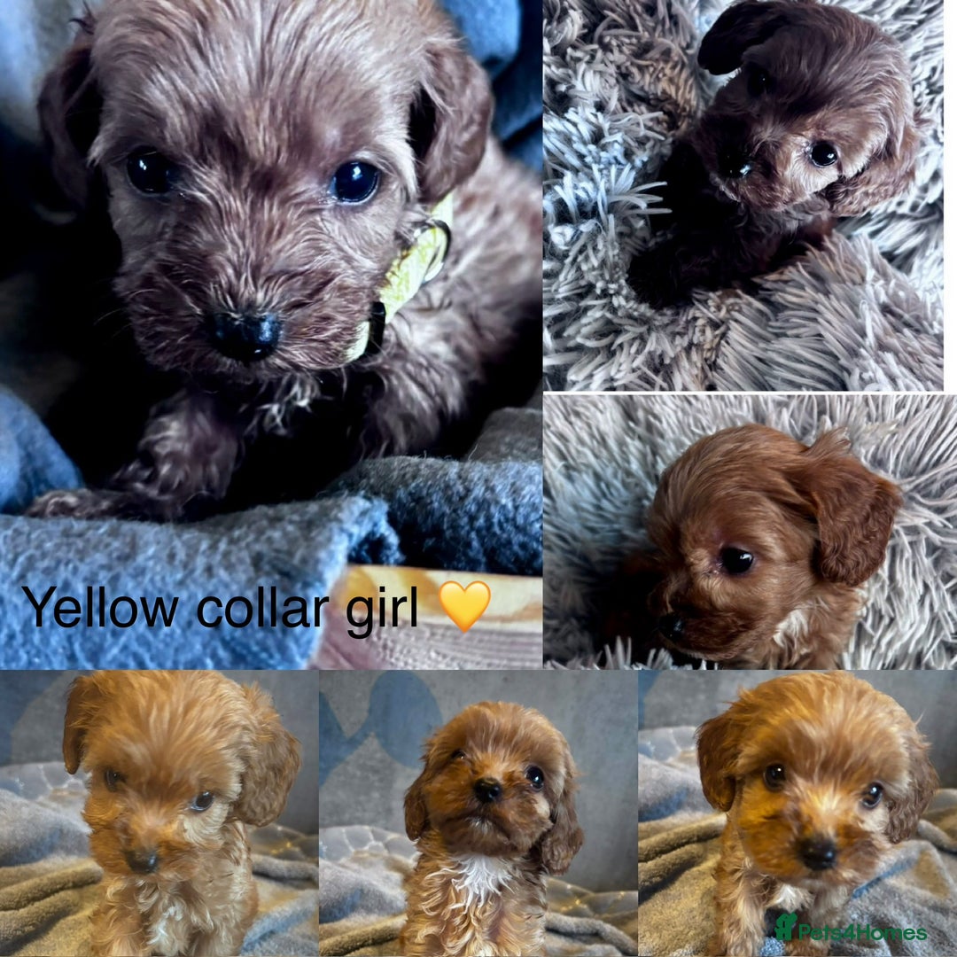 Cockapoo dogs for sale: ✨ READY SOON-Adorable F1B Cockapoo Puppies✨ - Image 4