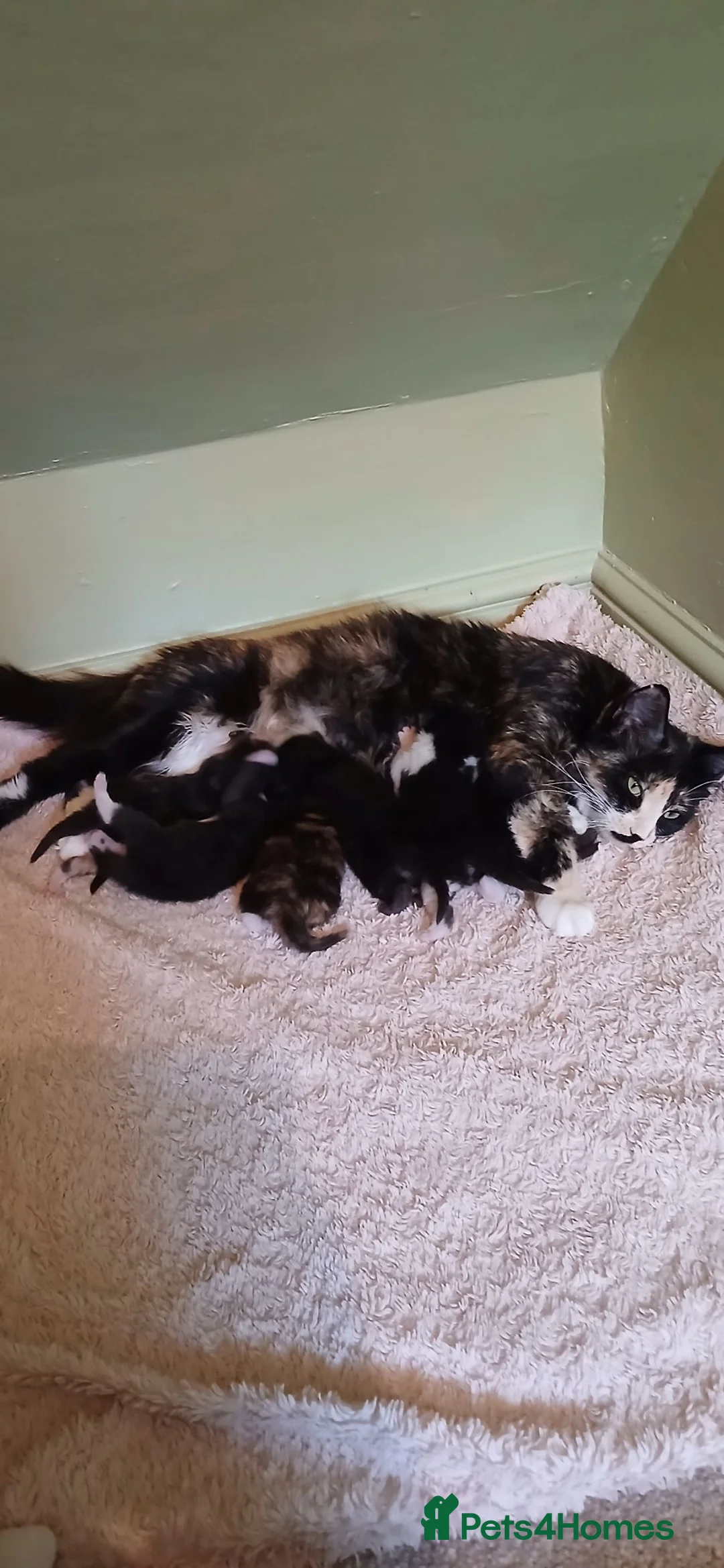Mixed Breed cats for sale: Kittens  for sale  in Norwich - Advert 1