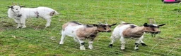 Goats livestock for sale: Small dairy goat herd (2 female, 1 male) in Lingfield - Advert 1