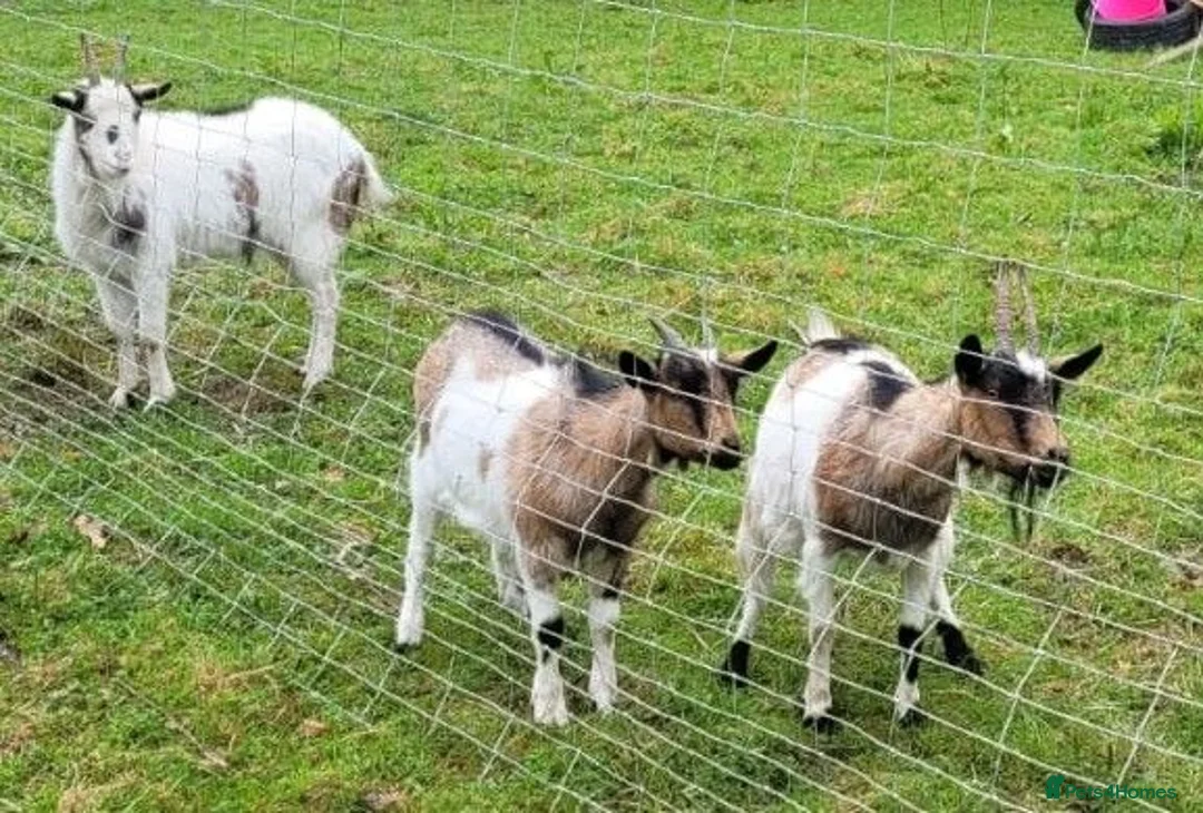 Goats livestock for sale: Small dairy goat herd (2 female, 1 male) in Lingfield - Advert 1