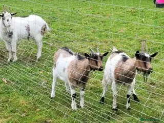 Goats livestock Small dairy goat herd (2 female, 1 male) - Advert 7
