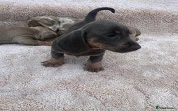 Miniature Dachshund dogs for sale: Miniature Dachshund Puppies - Image 2