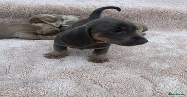 Miniature Dachshund dogs - Advert 13