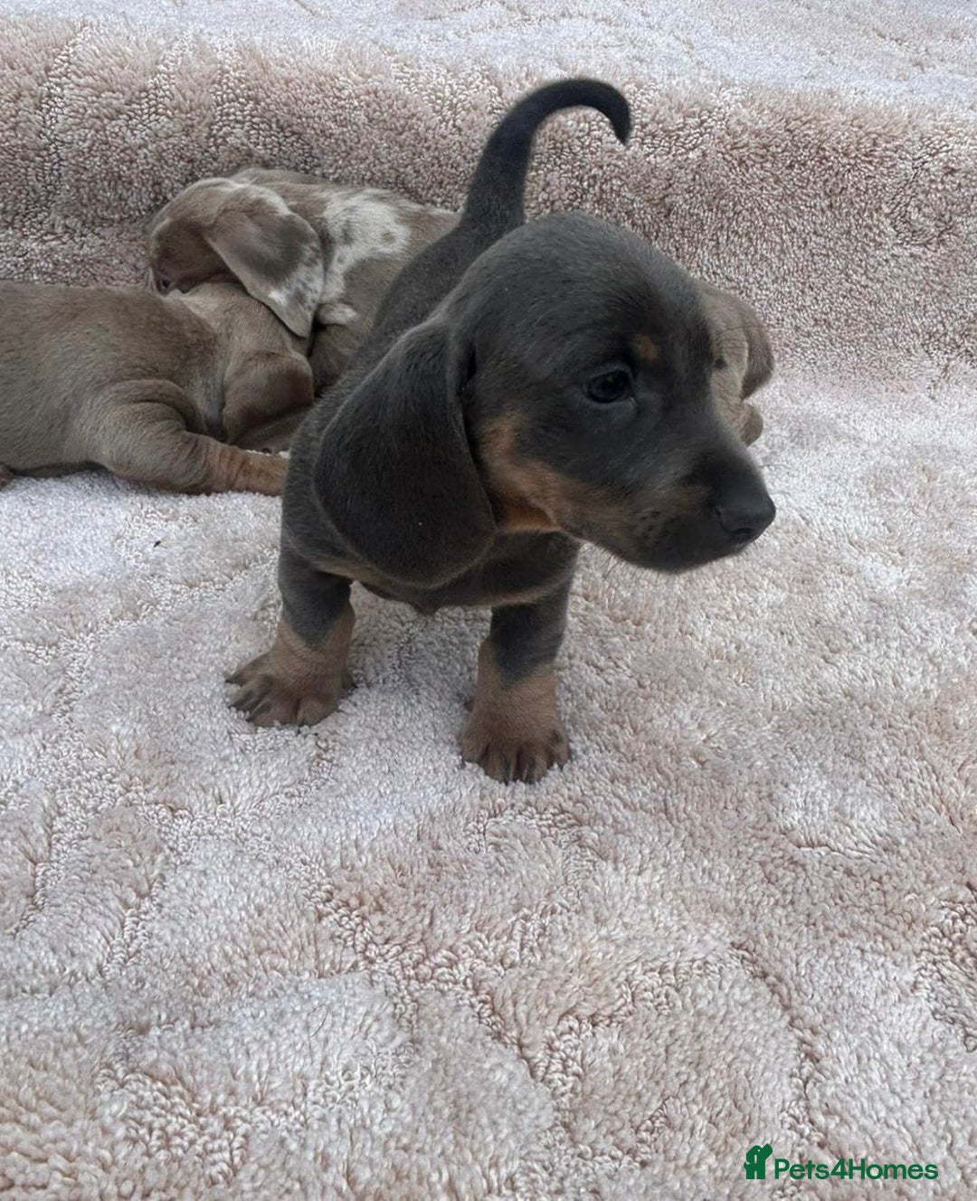 Miniature Dachshund dogs for sale: Miniature Dachshund Puppies - Image 2