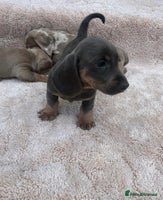 Miniature Dachshund dogs - Advert 3