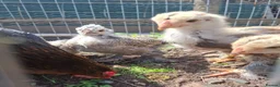 Chickens poultry for sale: Bahama chick's & pilkie chick's  in Cannock - Advert 8
