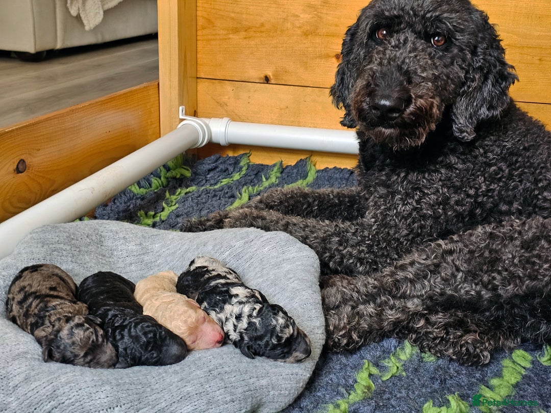 Goldendoodle dogs for sale: Exceptional Medium Goldendoodle pups for sale - Advert 3