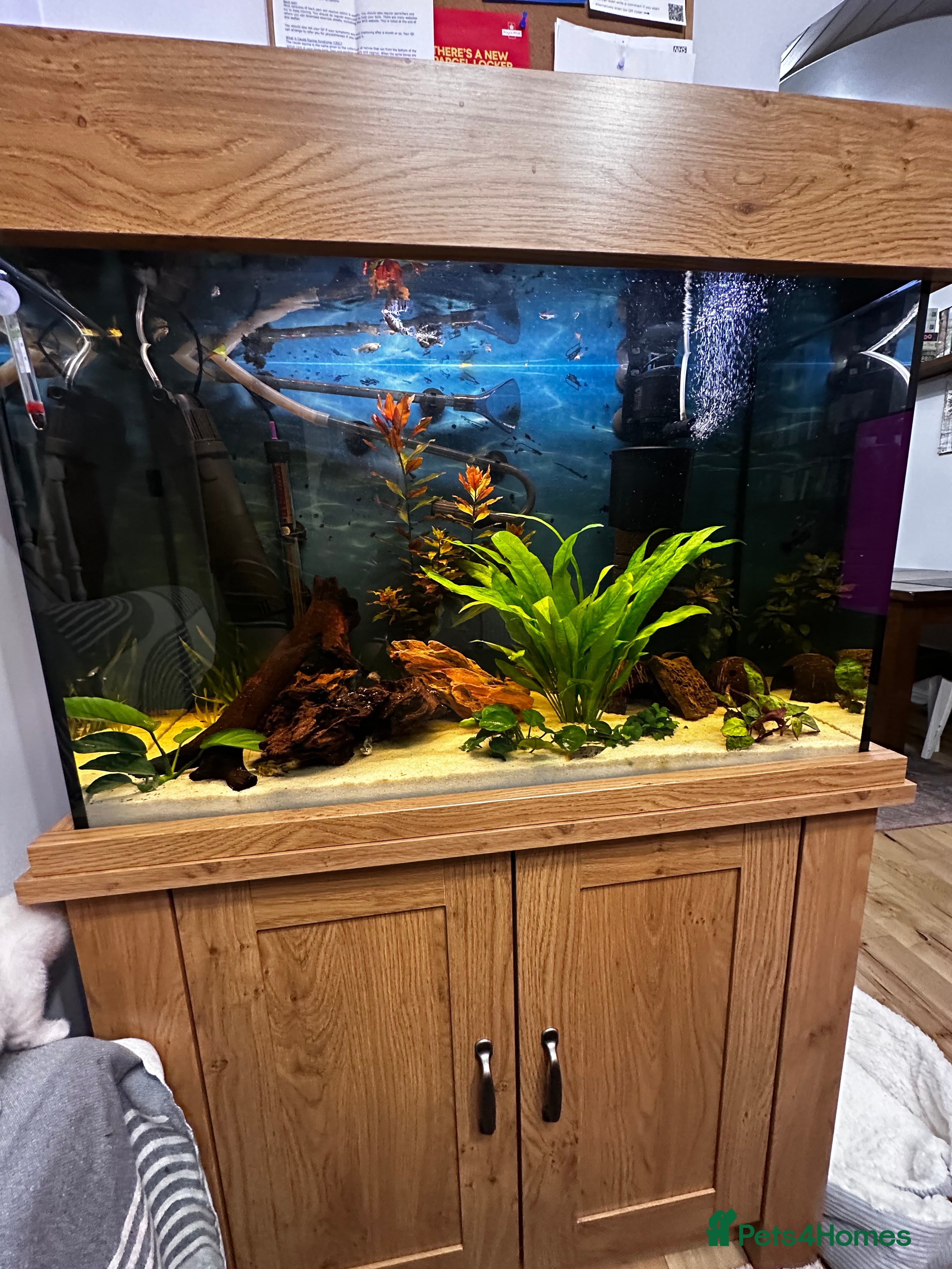 Other/Mixed Breed fish Aqua one fish tank 159l- no scratches - Advert 1
