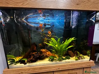 Other/Mixed Breed fish Aqua one fish tank 159l- no scratches - Advert 4