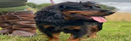 Cocker Spaniel dogs for sale: Working cocker spaniel boys  - Advert 3