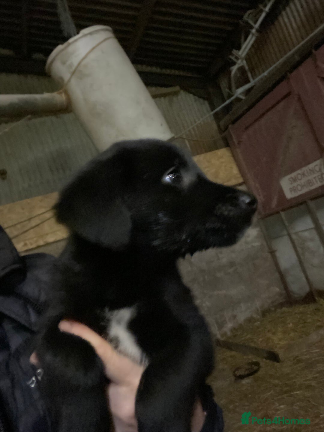 Mixed Breed dogs for sale: One little male Labrador x collie - Advert 3
