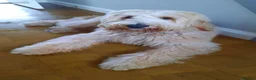 Goldendoodle dogs for sale: Waiting List Goldendoodles Leaving August - Advert 13