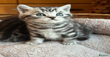 British Shorthair cats - Advert 13